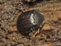 Phosphuga atrata