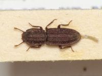 Langelandia grandis