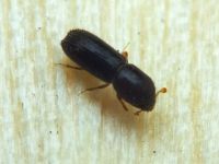Xyleborinus saxesenii