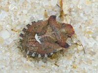 Dyroderes umbraculatus