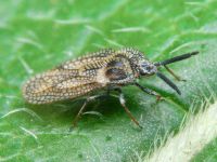 Dictyonota strichnocera