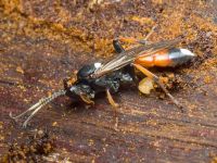 Ichneumon bucculentus