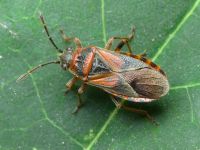 Arocatus melanocephalus