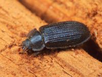 Grynocharis oblonga