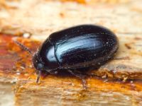 Platydema violaceum