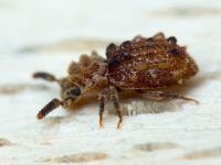 Nosodomodes diabolicus