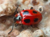 Endomychus coccineus