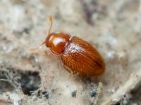 Mycetaea subterranea