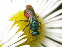 Hedychrum gerstaeckeri