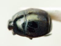 Histeridae