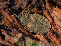 Aradus distinctus