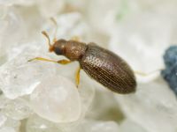 Melanophthalma
