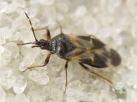 Anthocoridae