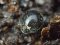 Stethorus punctillum