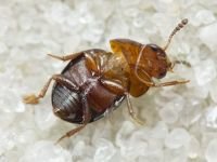 Agathidium nigripenne