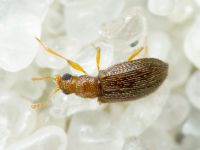 Melanophthalma