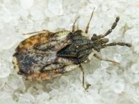 Aradus depressus