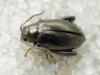 Longitarsus echii