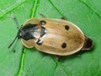 Dendroxena quadrimaculata