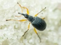 Eutrichapion viciae