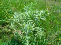 Eryngium campestre