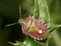 Dolycoris baccarum