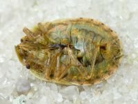 Sciocoris deltocephalus