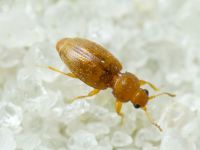 Corticarina truncatella