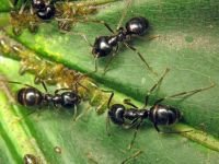 Lasius fuliginosus
