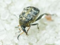 Bruchus affinis