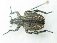 Curculionoidea