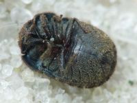 Odontoscelis (Obscuromorpha) hispidula