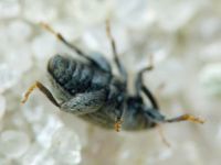 Pseudorchestes smreczynskii