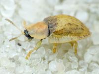 Hypocassida cornea