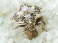 Vilpianus galii