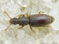 Monotoma brevicollis
