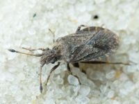 Bathysolen nubilus