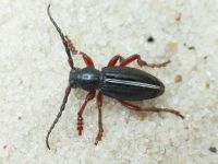 Cerambycidae