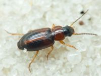 Carabidae