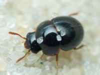 Leiodidae