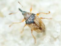 Nanophyes globiformis