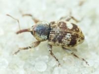 Pachytychius sparsutus