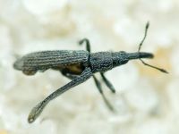Stenopterapion (Stenopterapion) tenue