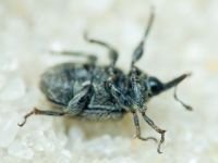 Rhinusa tetra