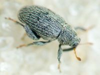 Pseudorchestes