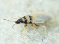 Oxycarenus (Euoxycarenus) pallens