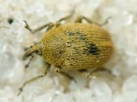 Rhinusa neta