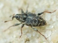 Curculionidae