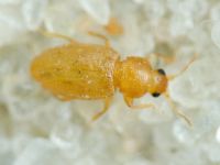 Latridiidae