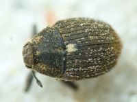 Glocianus distinctus